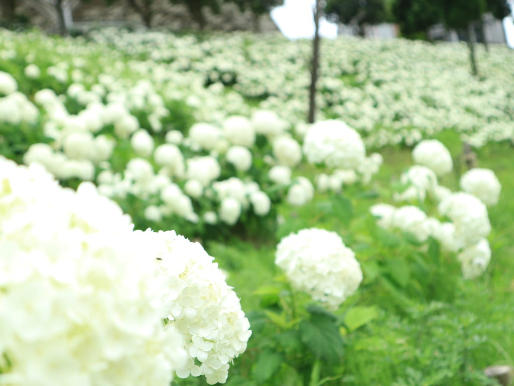 おでかけレポ 神戸市フルーツフラワーパークの真っ白のアジサイを見に行こう 子育て情報サイト テツナグ