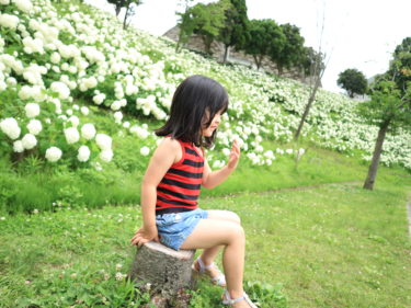 【おでかけレポ】神戸市フルーツフラワーパークの真っ白のアジサイを見に行こう♡