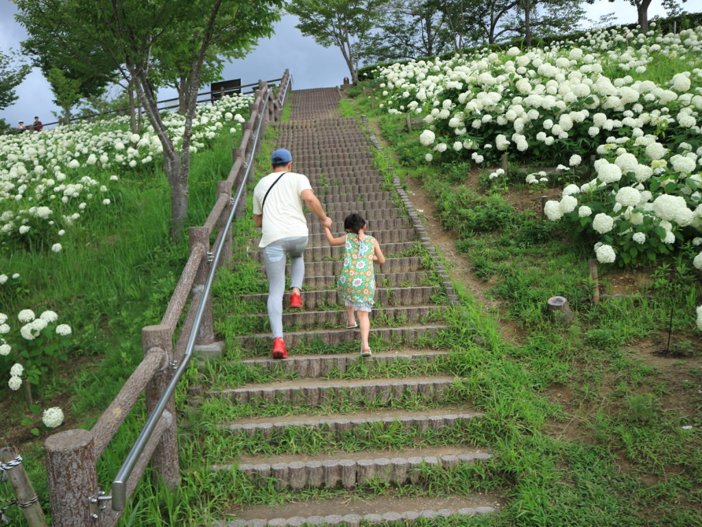 おでかけレポ 神戸市フルーツフラワーパークの真っ白のアジサイを見に行こう 子育て情報サイト テツナグ